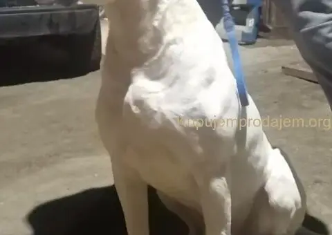 Na prodaju štenci Dogo Argentino - 2/5