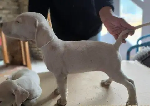 Na prodaju štenci Dogo Argentino - 3/5