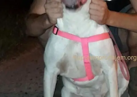 Na prodaju štenci Dogo Argentino - 4/5