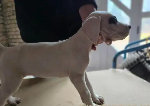 Na prodaju štenci Dogo Argentino - 5/5