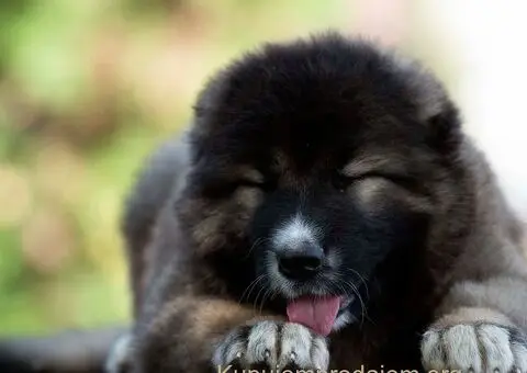 Kavkaski Ovčar VRHUNSKI štenci - 1/8