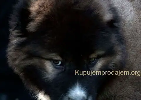 Kavkaski Ovčar VRHUNSKI štenci - 2/8