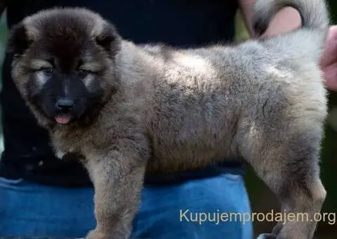 Kavkaski Ovčar VRHUNSKI štenci - 4/8