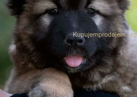 Kavkaski Ovčar VRHUNSKI štenci - 5/8