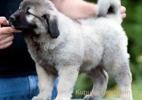 Kavkaski Ovčar VRHUNSKI štenci - 6/8