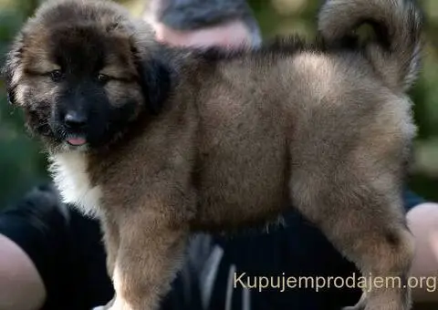Kavkaski Ovčar VRHUNSKI štenci - 7/8