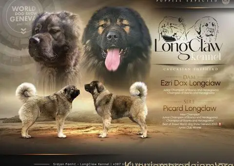 Kavkaski Ovčar VRHUNSKI štenci - 8/8