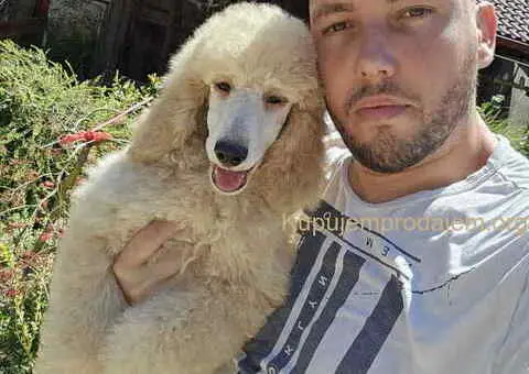 Kraljevske pudle stenci dostupni sa slike - 1/5