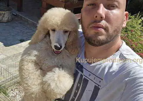 Kraljevske pudle stenci dostupni sa slike - 2/5