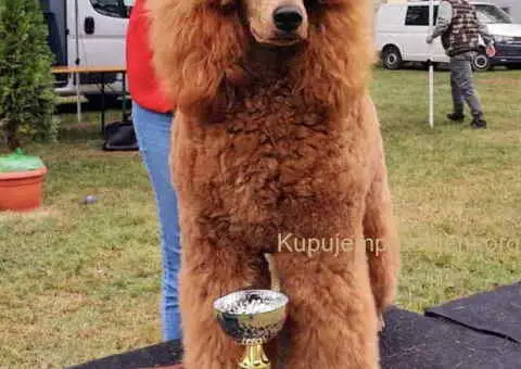 Kraljevske pudle stenci dostupni sa slike - 3/5