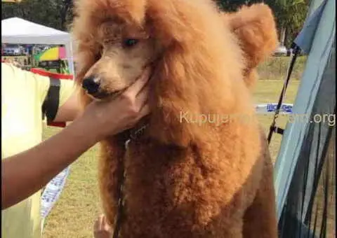 Kraljevske pudle stenci dostupni sa slike - 4/5