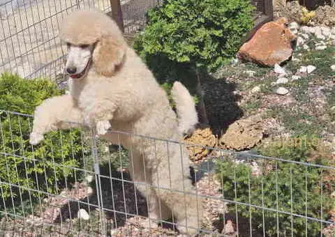 Kraljevske pudle stenci dostupni sa slike - 5/5