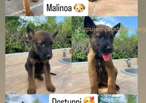 Malinoa-stenci - 1/5