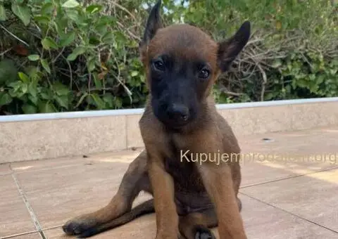 Malinoa-stenci - 2/5