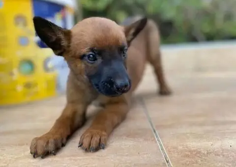 Malinoa-stenci - 3/5