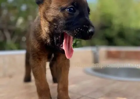 Malinoa-stenci - 4/5