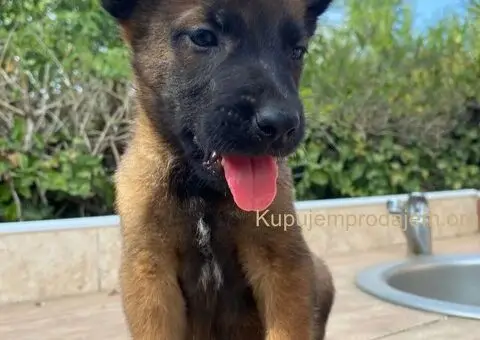 Malinoa-stenci - 5/5