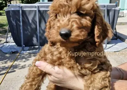 Toy Patuljasta Pudla - 1/4