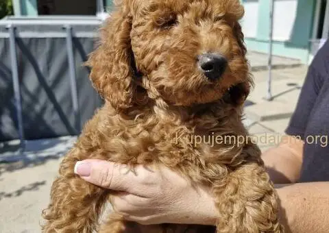 Toy Patuljasta Pudla - 2/4