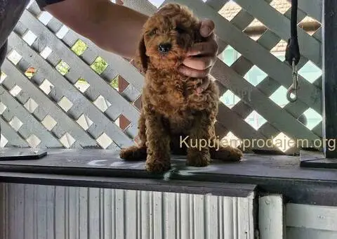 Toy Patuljasta Pudla - 3/4