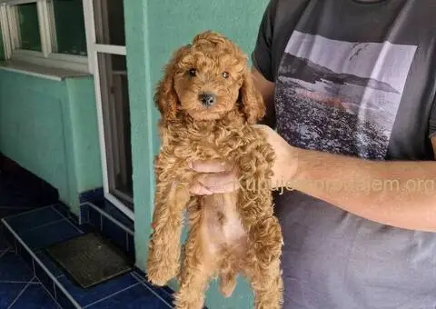 Toy Patuljasta Pudla - 4/4