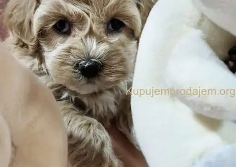 Preslatke bebice MALTIPOO - 1/6