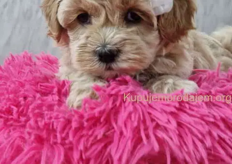 Preslatke bebice MALTIPOO - 3/6
