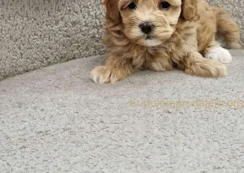 Preslatke bebice MALTIPOO - 4/6