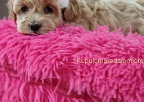 Preslatke bebice MALTIPOO - 5/6