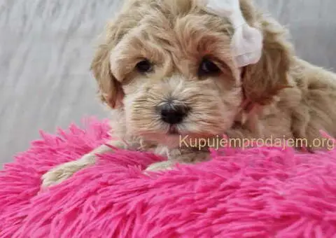 Preslatke bebice MALTIPOO - 6/6