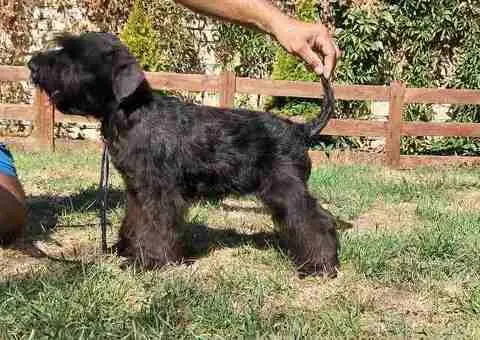 Patuljasti šnaucer stenci - 1/5