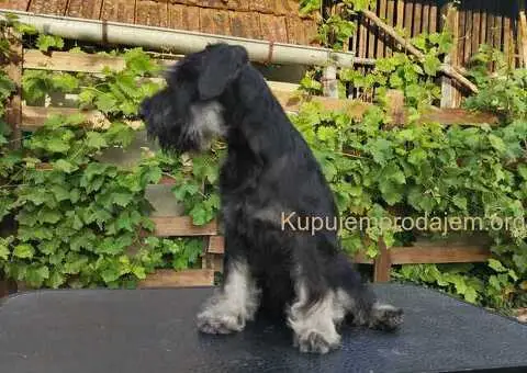 Patuljasti šnaucer stenci - 2/5