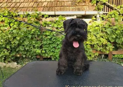 Patuljasti šnaucer stenci - 3/5