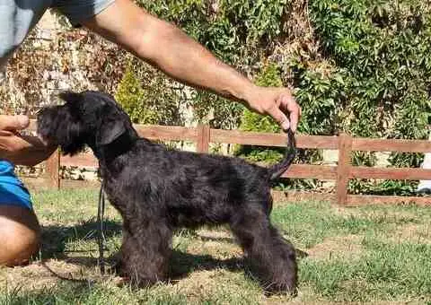 Patuljasti šnaucer stenci - 4/5