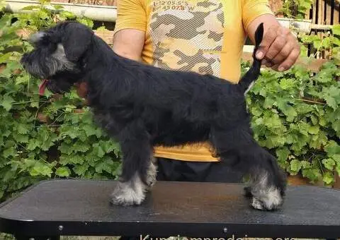 Patuljasti šnaucer stenci - 5/5