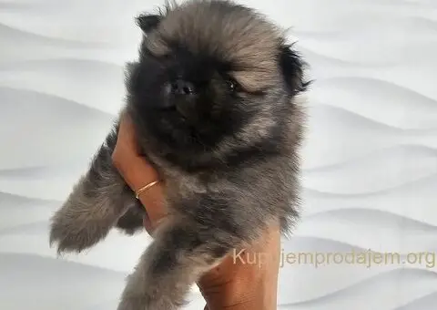 Pomeranac prelepo muško štene - 1/13