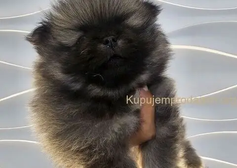 Pomeranac prelepo muško štene - 2/13