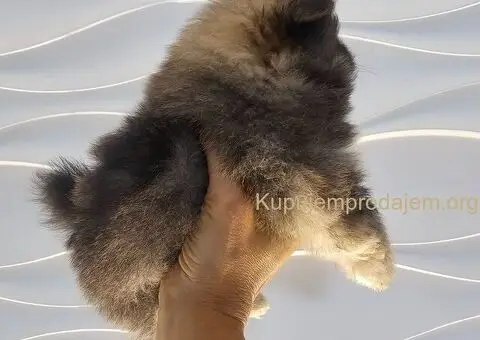 Pomeranac prelepo muško štene - 3/13