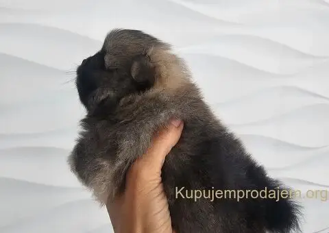 Pomeranac prelepo muško štene - 4/13