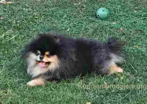 Pomeranac prelepo muško štene - 7/13