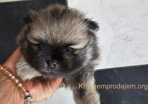 Pomeranac prelepo muško štene - 8/13