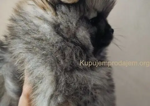 Pomeranac prelepo muško štene - 9/13