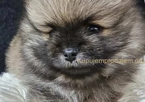 Pomeranac prelepo muško štene - 11/13