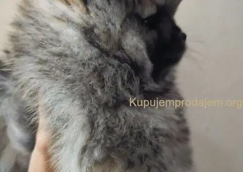 Pomeranac prelepo muško štene - 12/13