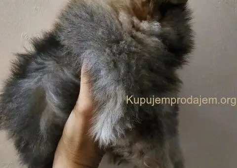 Pomeranac prelepo muško štene - 13/13