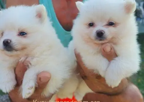 Pomeranac prelepi stenci - 1/4