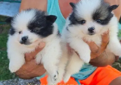 Pomeranac prelepi stenci - 2/4