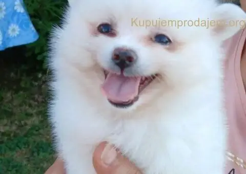 Pomeranac prelepi stenci - 3/4