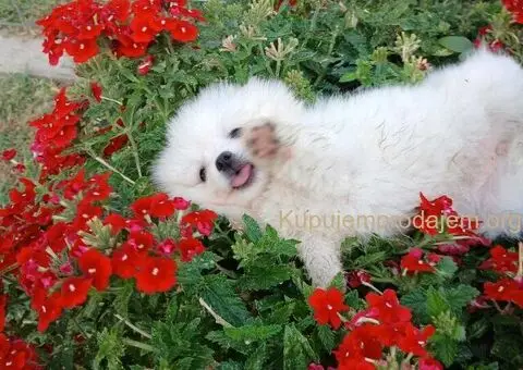 Pomeranac prelepi stenci - 4/4