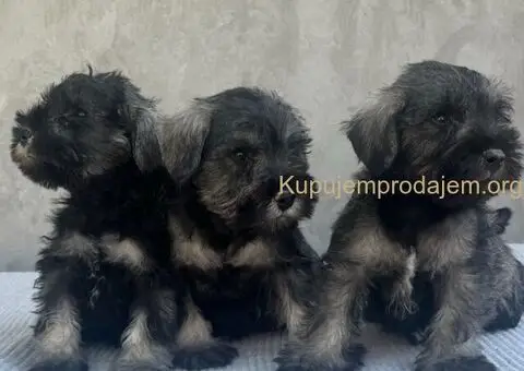 Patuljasti Šnaucer - 1/3